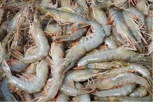 臭鱼烂虾爆料视频播放大全,精彩内容抢先看